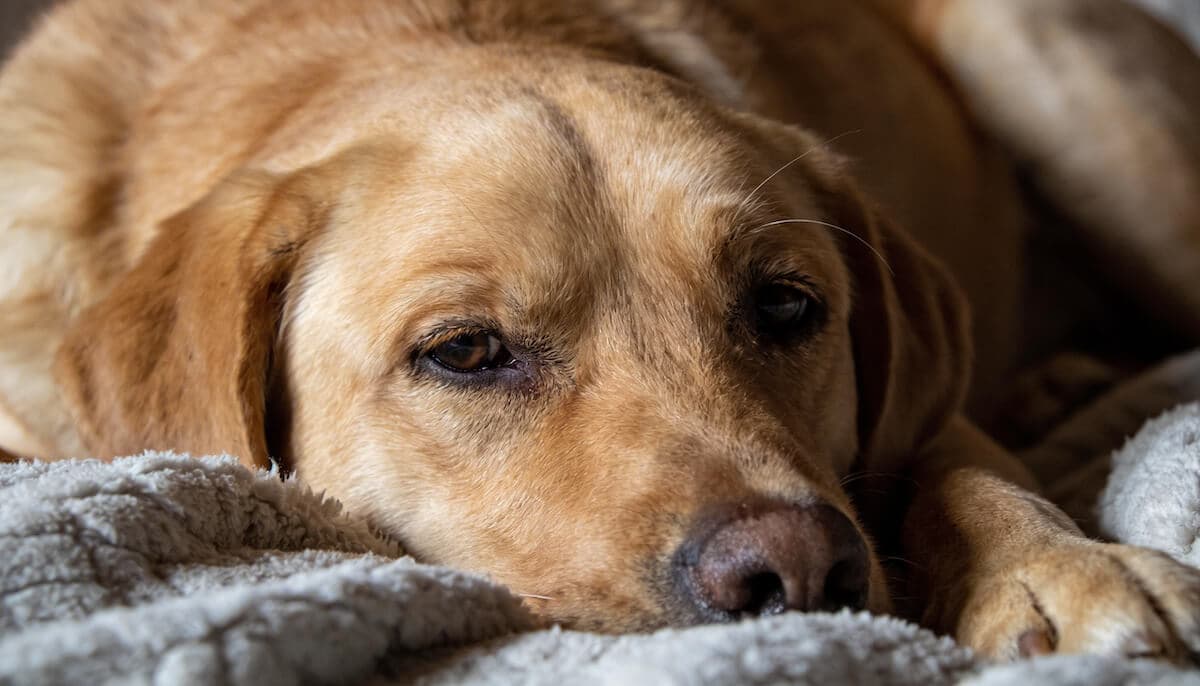 Kranker Hund — Symbolbild für die Folgen von Parasitenresistenz